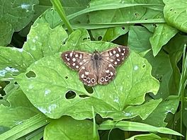One of the butterflies we encountered