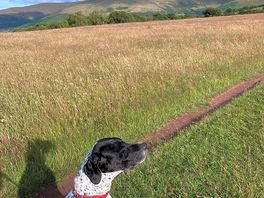 An on site walk through the wild flower meadow in the middle of every camping field