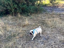 Great woodland dog walks