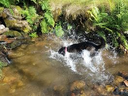 Stream