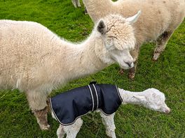New baby alpaca and mum