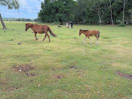 Pony
