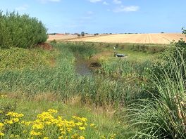 Pond area