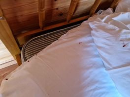 Bed bugs
