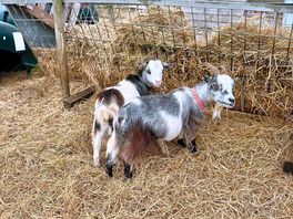Goats
