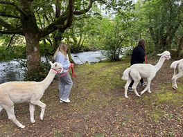 Alpaca walk ♥️