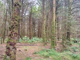 Woodland walk