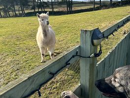 Resident alpaca