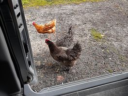 Chicken