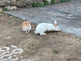 Camp rabbits