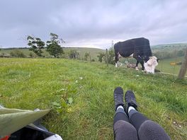 Friendly neighbours in the field next to us