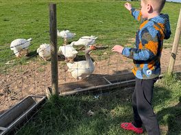 Feeding the animals