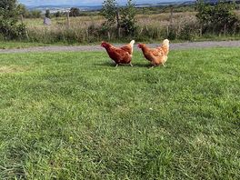 The chickens roaming free in the morning.