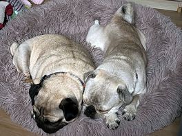 Pugs