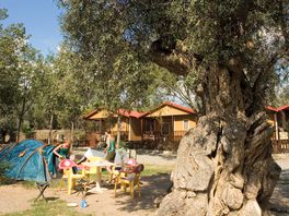 Pitches under olive trees