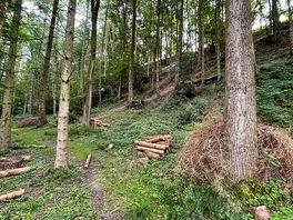 Woods