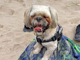 My dog loving the beach