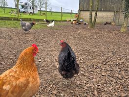 We loved chilling by the chickens!