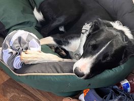 Tired pup