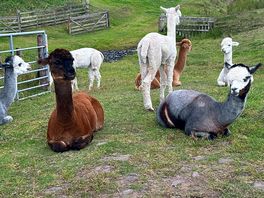 Beirhope alpacas