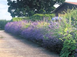 Stunning lavender