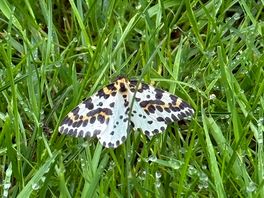 Butterflies and moths everywhere.