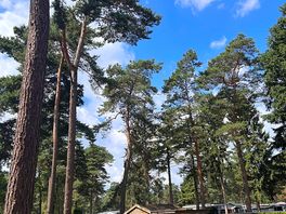 Forest site