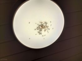 Light full of dead flys