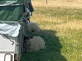 Sheep neighbours!