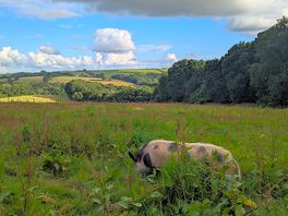 Nice dog walks