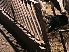 The calf we witnessed being born!