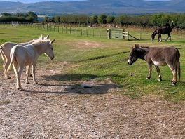 Donkeys