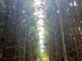 Local walk