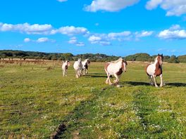 Neighbouring field