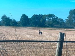Deer