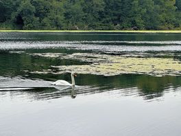Peaceful swan