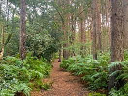 Woodland walk