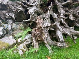 Tree we found