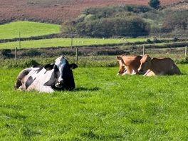 Moo