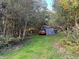 Wooded glade