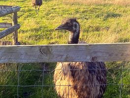 Emu
