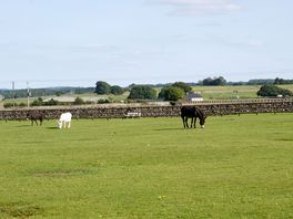 Donkeys