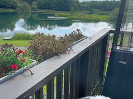 The lake view
