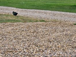 Moore hen chicks