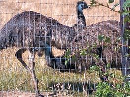 Loving the emu’s on-site!