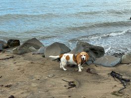 Dogs loved the beach