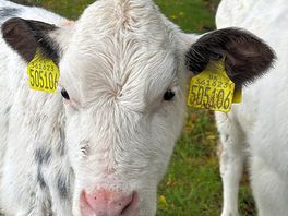 Beautiful calves