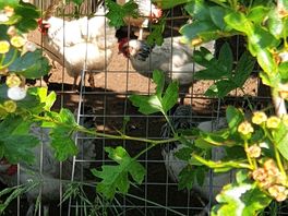 Chickens at solitaire farm