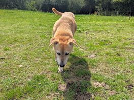 Gorgeous dog that came over a few times - it did try to get into our rubbish bag though!