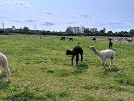 Alpaca heaven